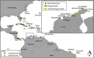 Genetic Diversity and Demographic Connectivity of Atlantic Green Sea Turtles at Foraging Grounds in Northeastern Colombia, Caribbean Sea